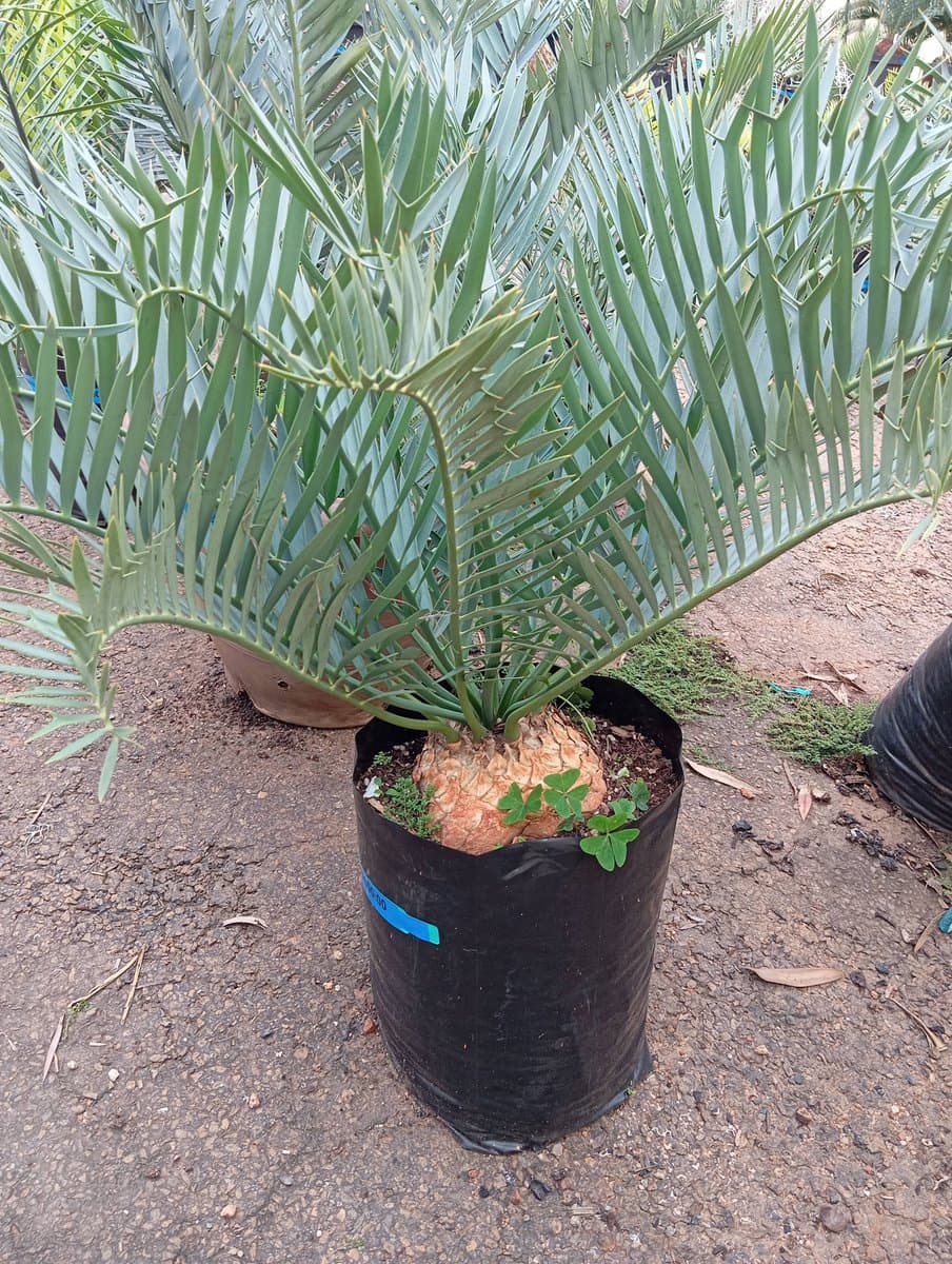 Encephalartos trispinosus