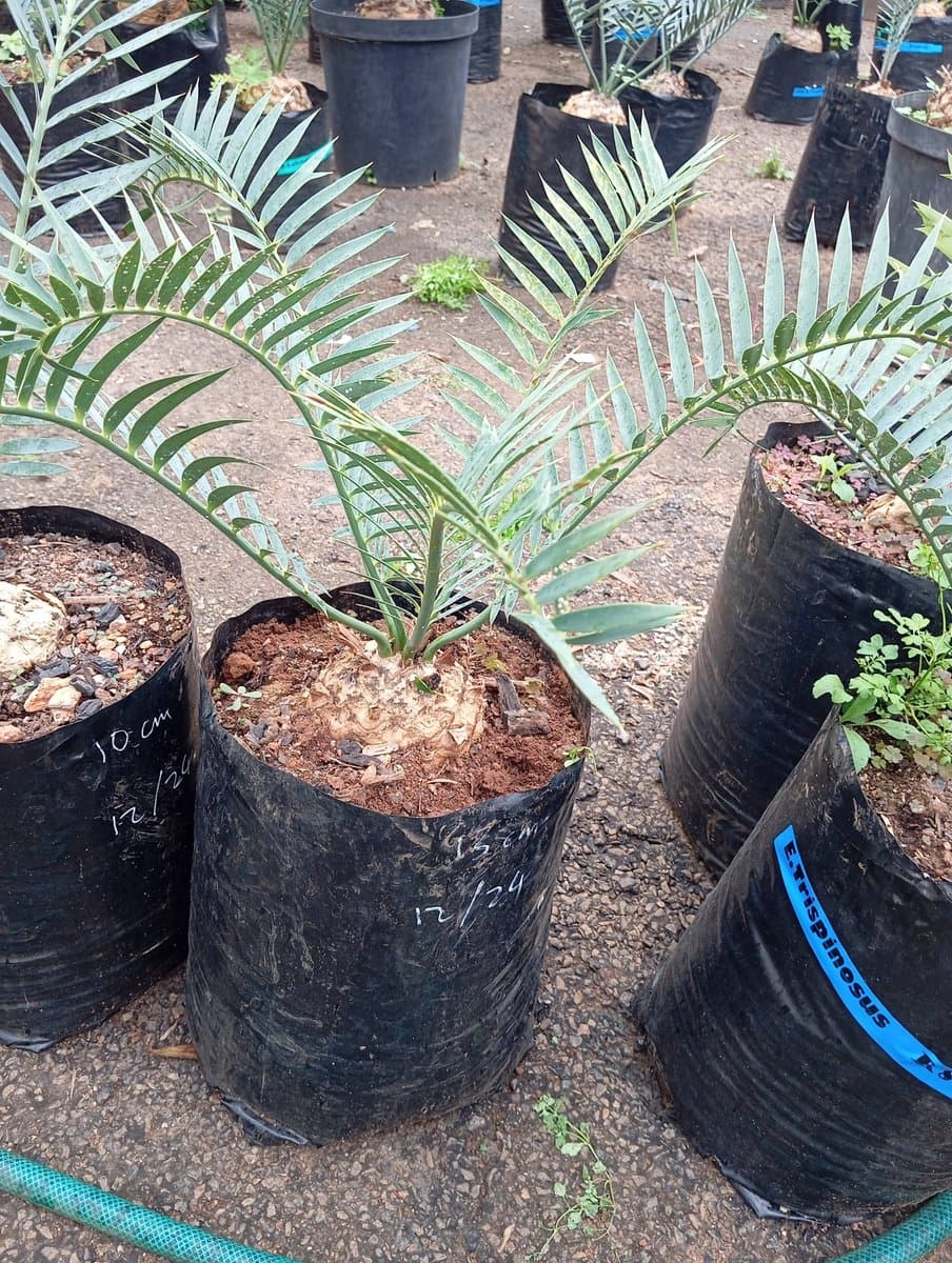 Encephalartos trispinosus