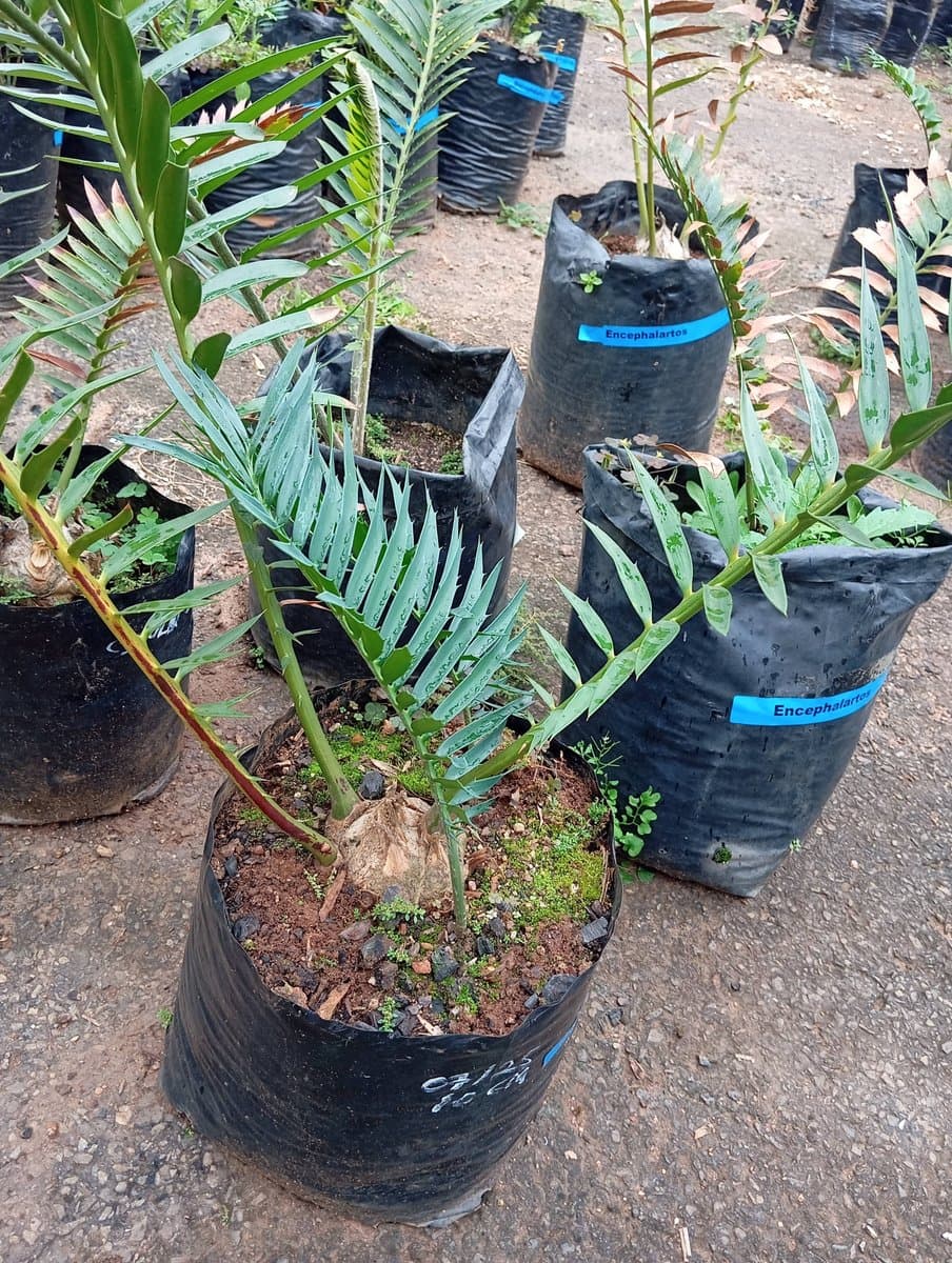 Encephalartos