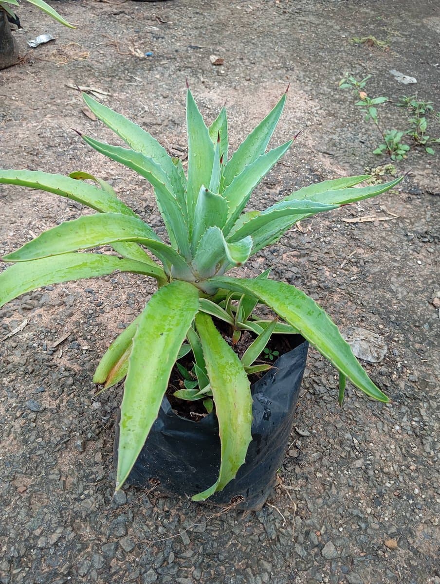 Agave