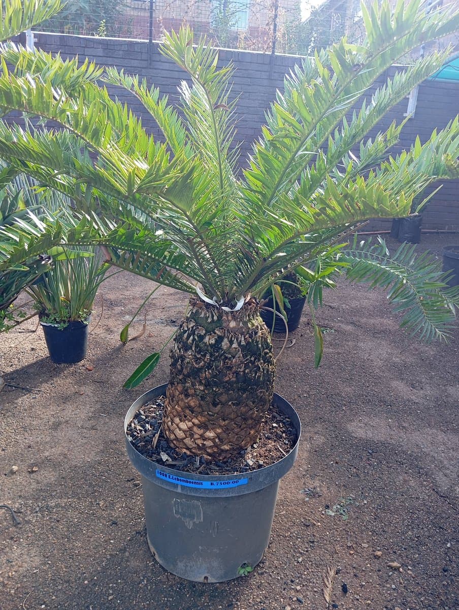 Encephalartos lebomboensis