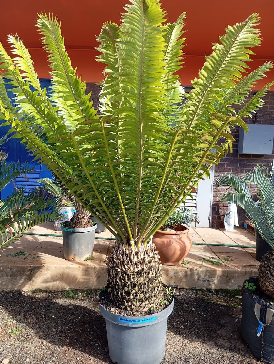 Encephalartos transvenosus