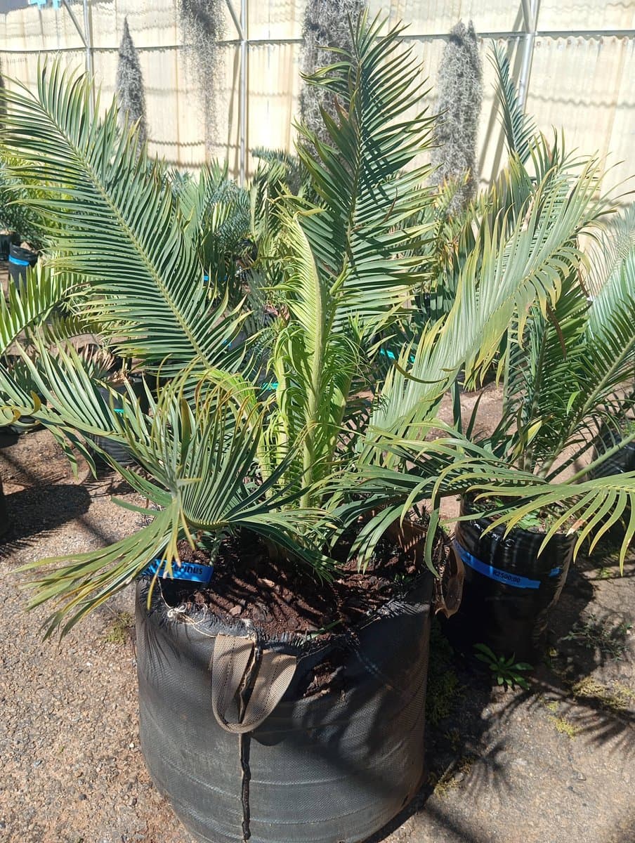 Encephalartos cerinus