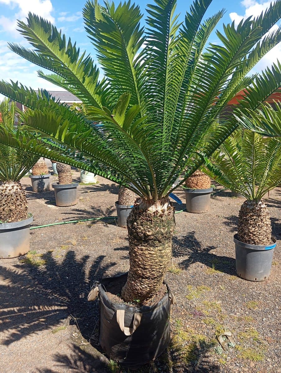 Encephalartos senticosus