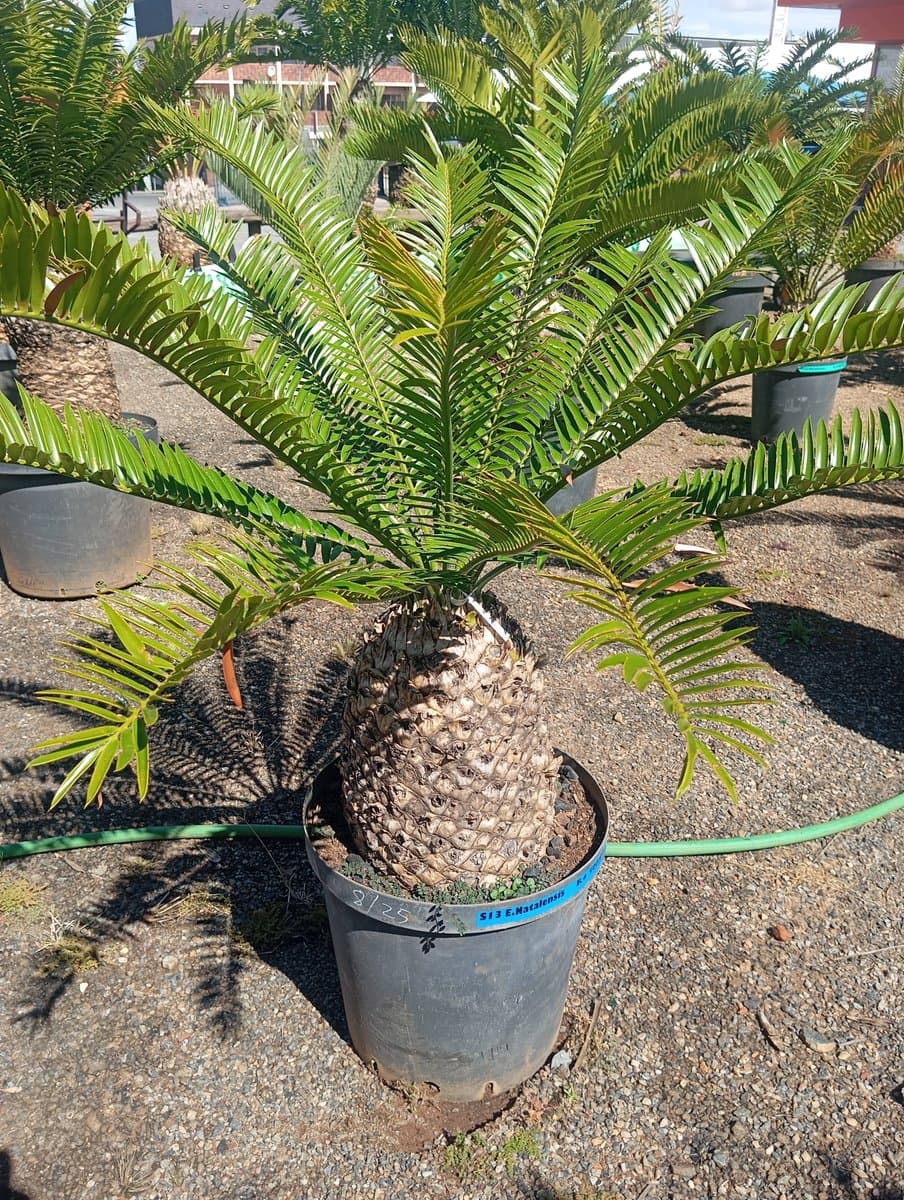 Encephalartos natalensis