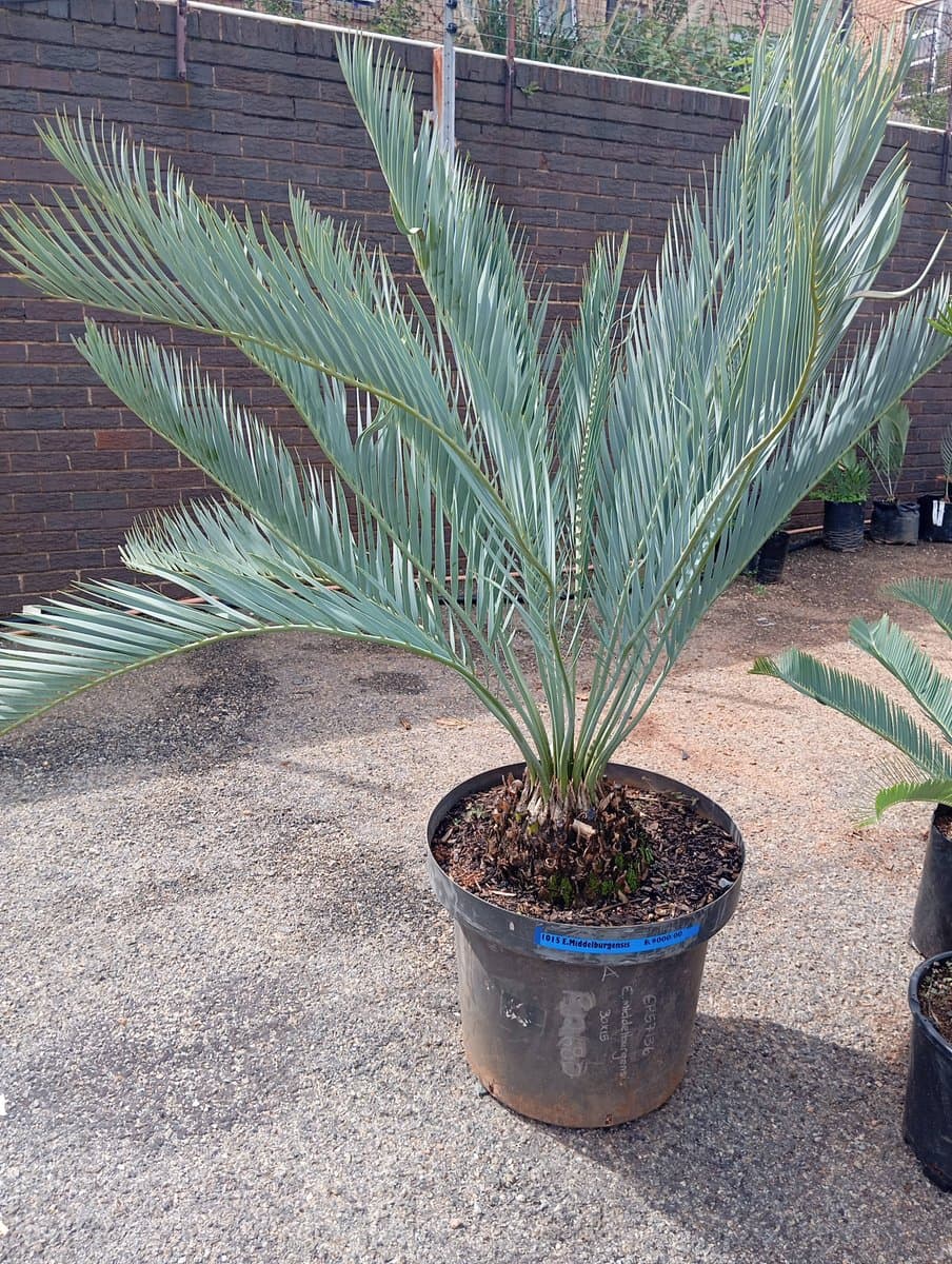 Encephalartos middelburgensis