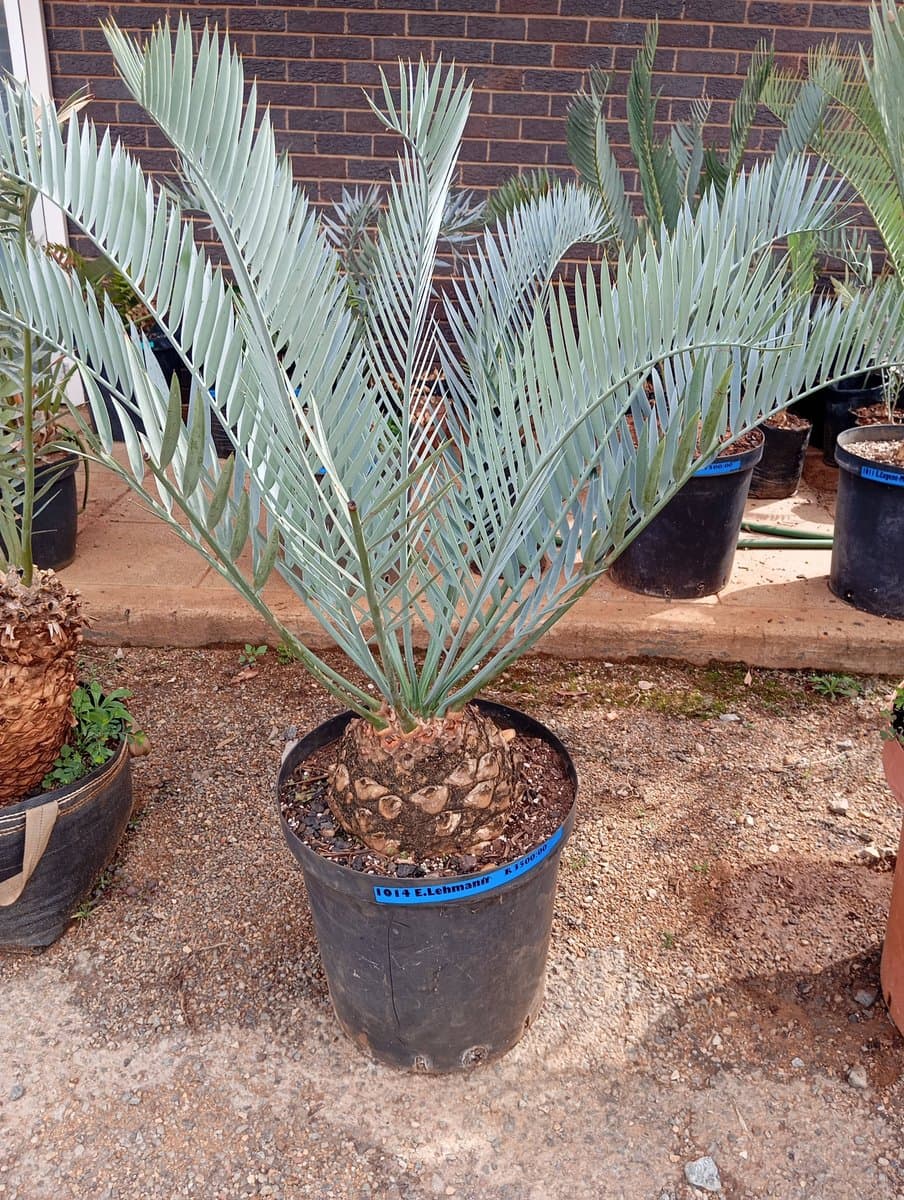 Encephalartos lehmannii