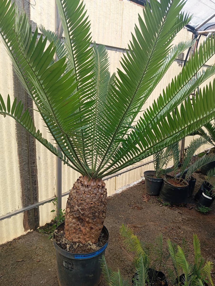Encephalartos altensteinii