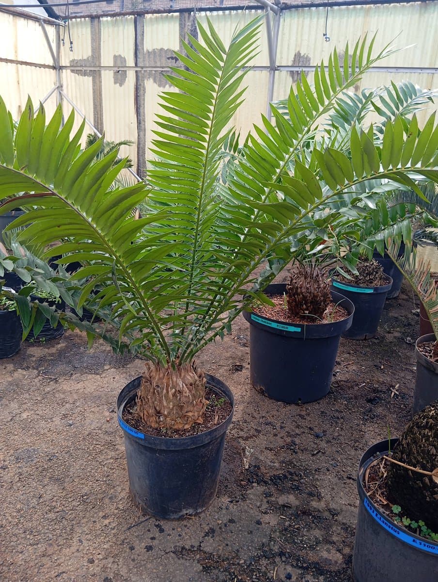 E.Woodii x E.Natalensis