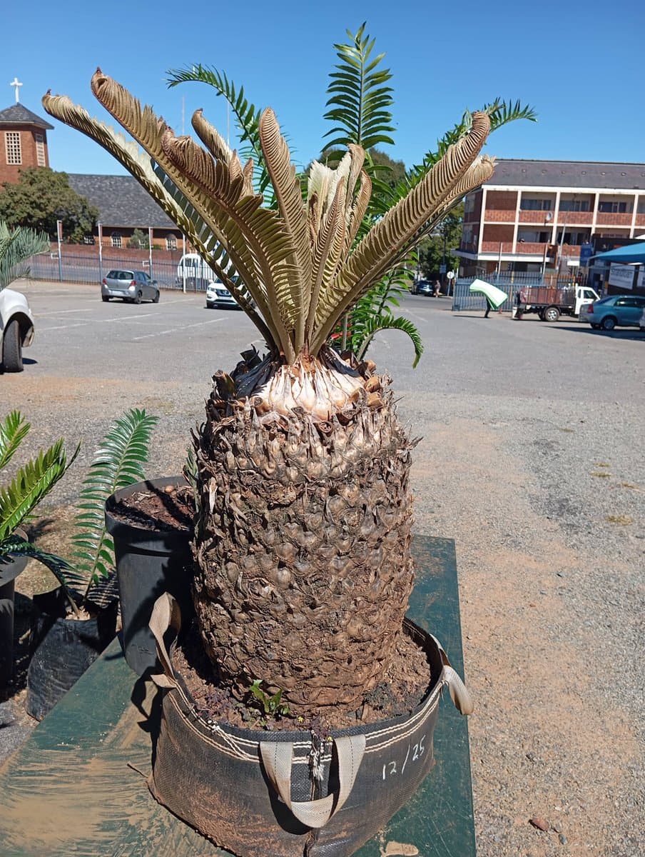 Encephalartos natalensis