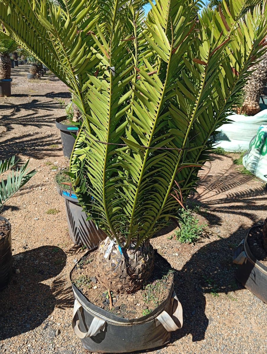 Encephalartos natalensis