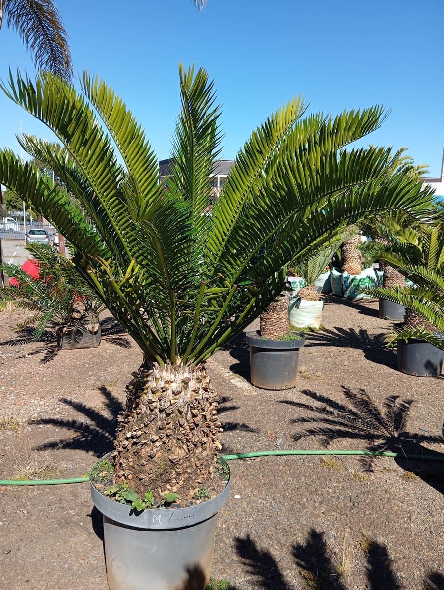 Encephalartos natalensis
