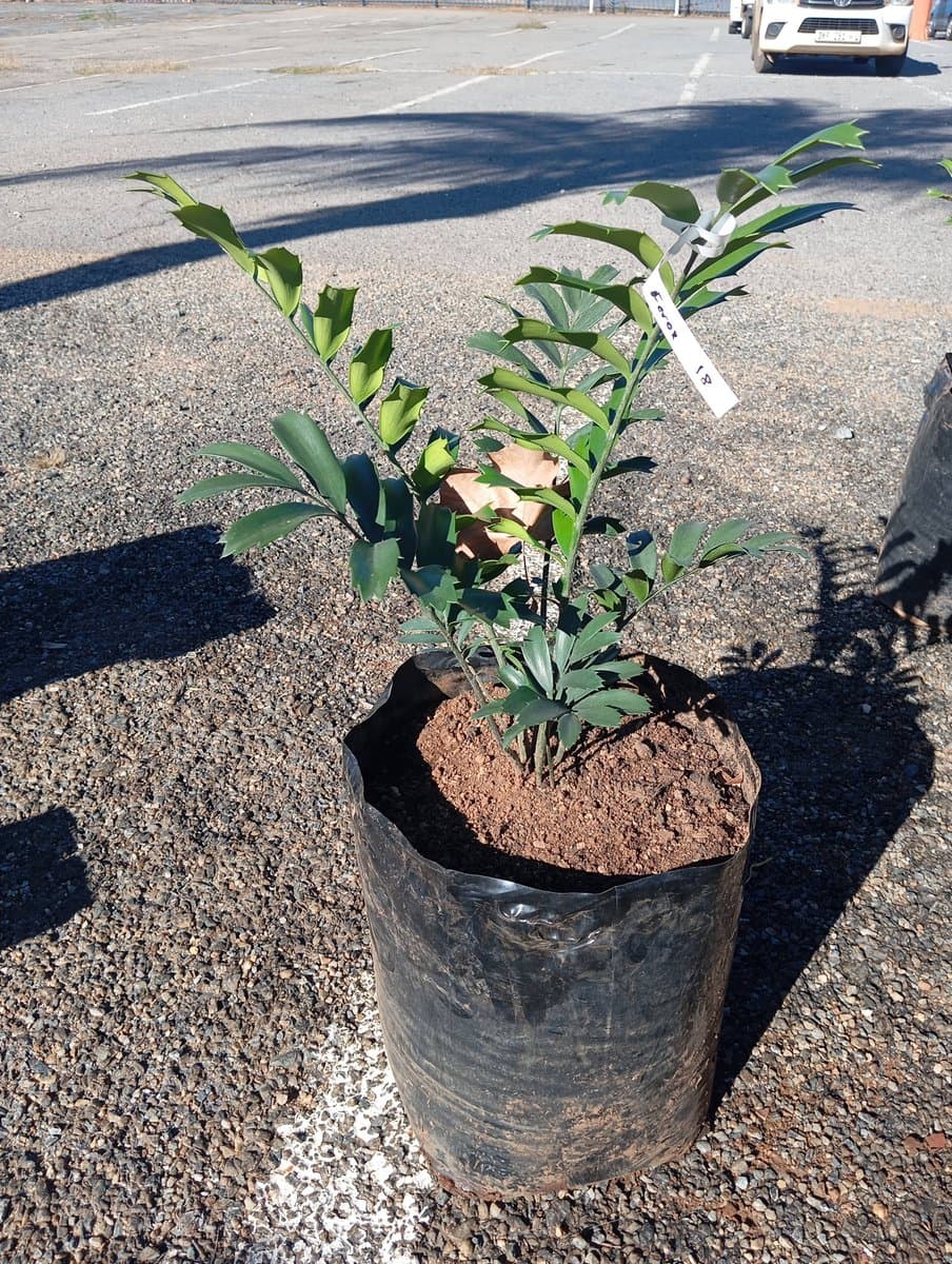 Encephalartos ferox