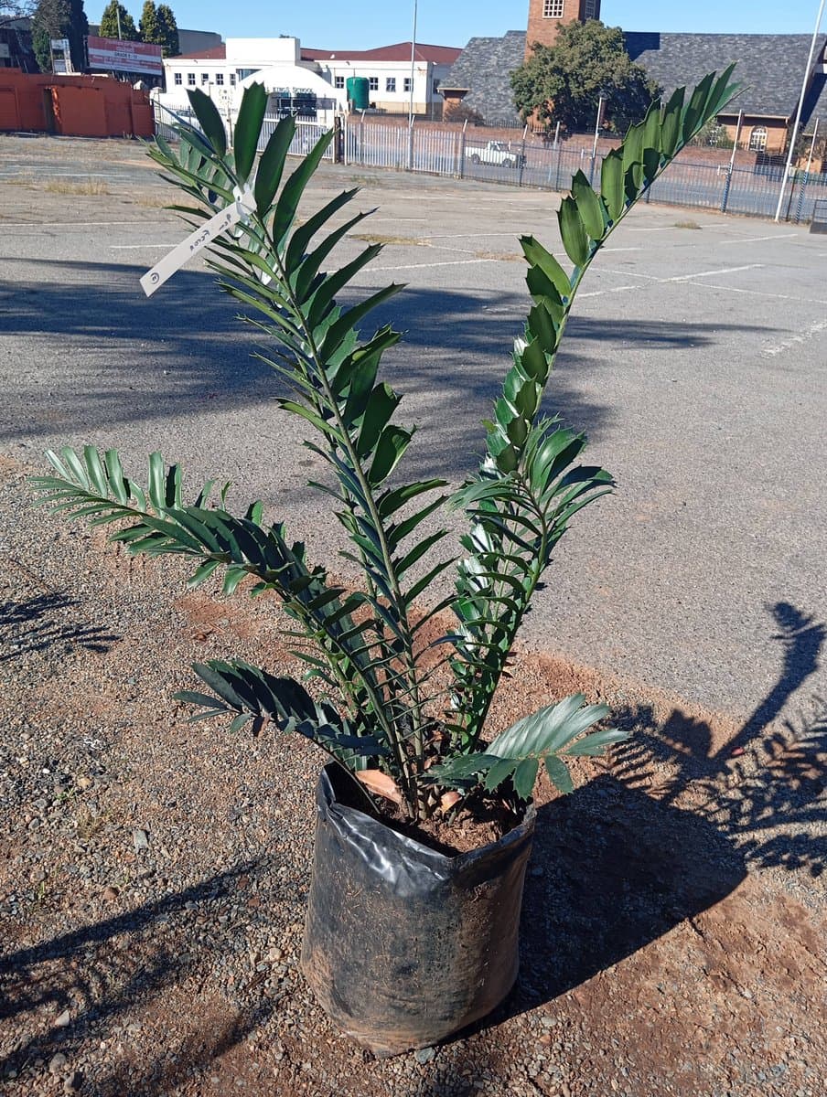 Encephalartos ferox