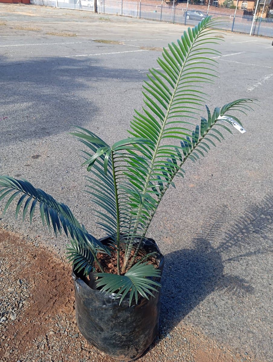 Encephalartos umbeluziensis