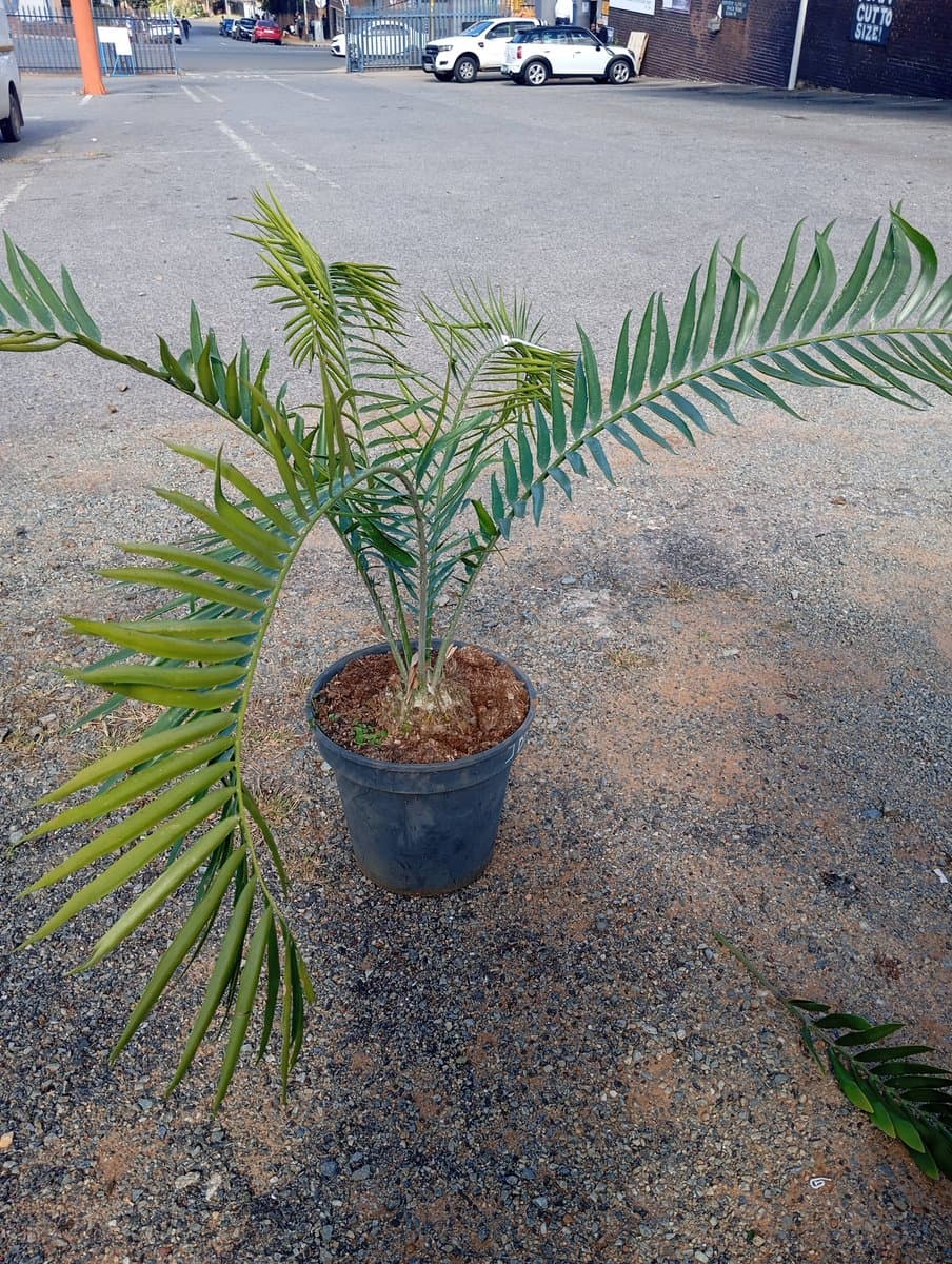 Encephalartos gratus