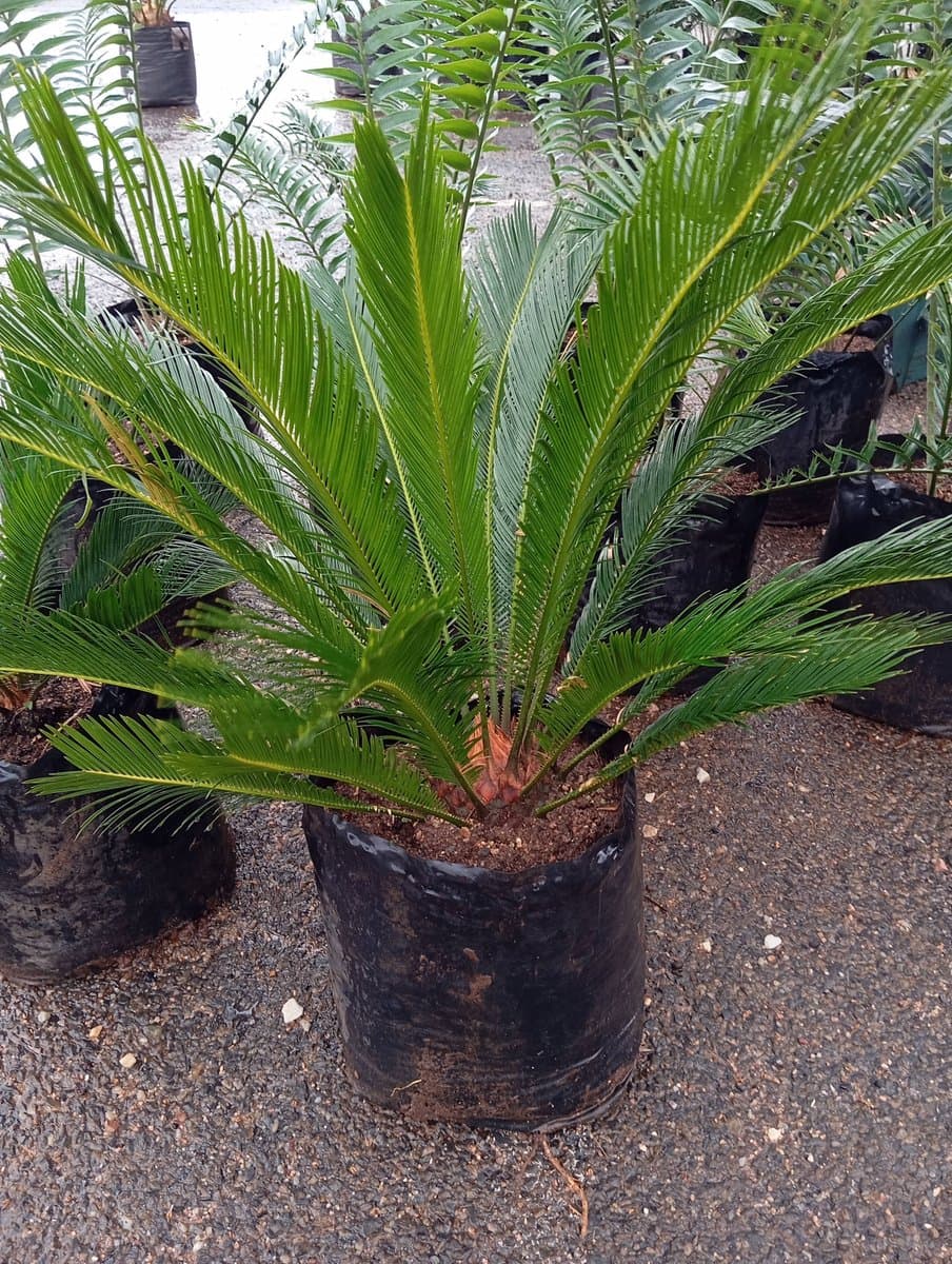 Cycas revoluta