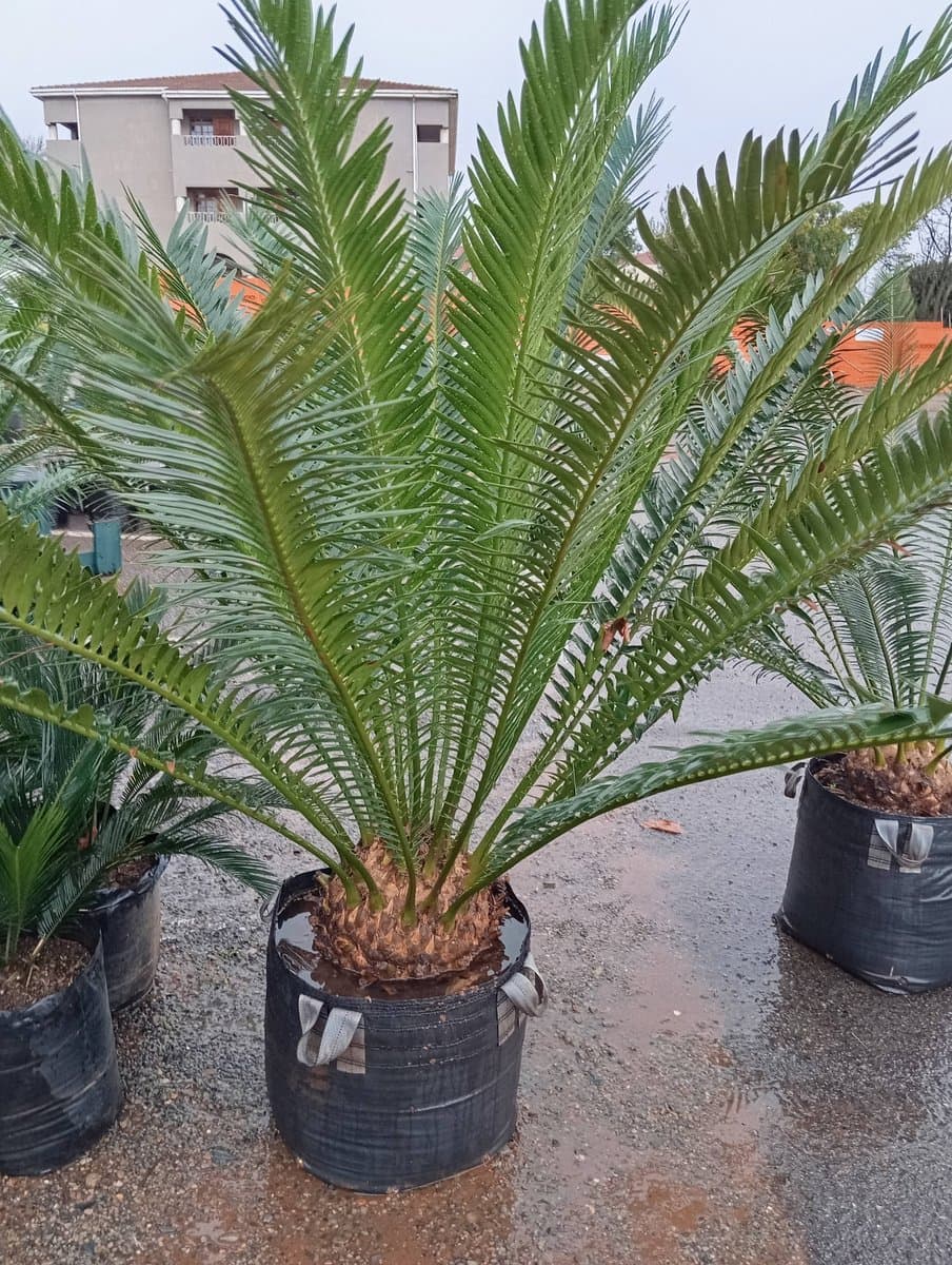 Encephalartos lebomboensis