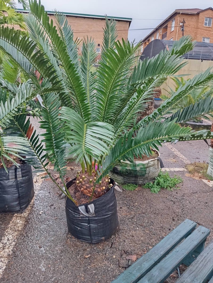 Encephalartos lebomboensis