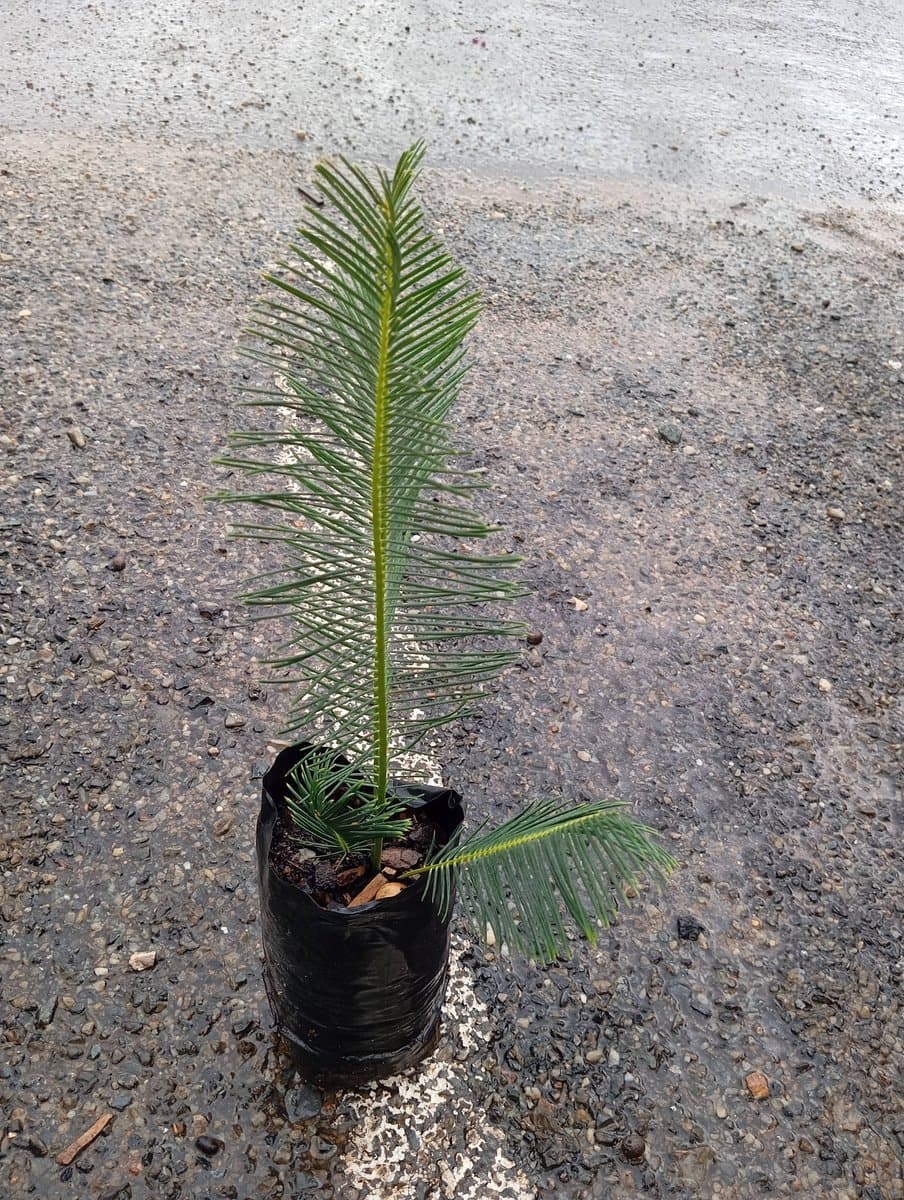 Encephalartos ghellinckii