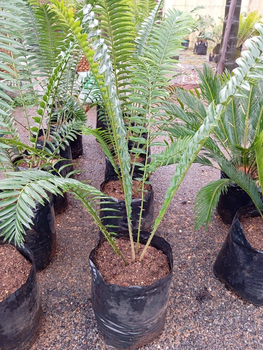 Encephalartos transvenosus