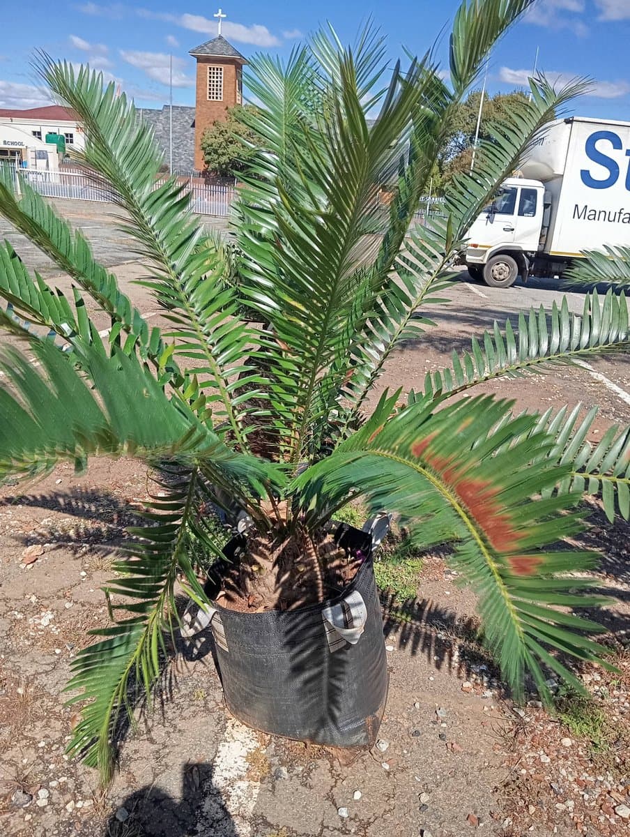 Encephalartos lebomboensis