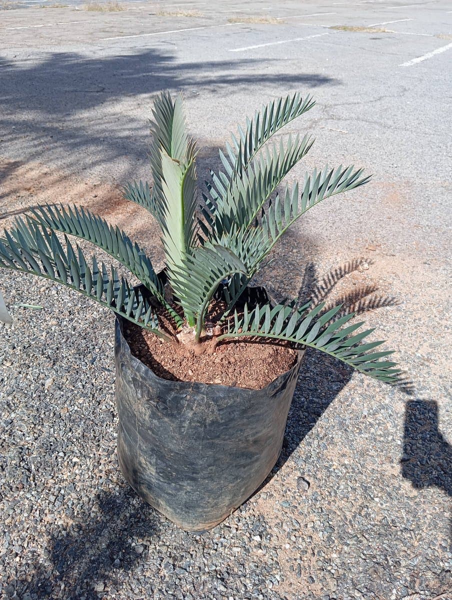 Encephalartos lehmannii
