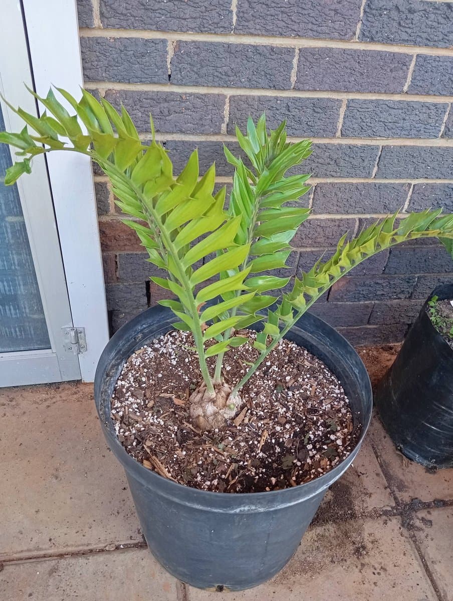 Encephalartos latifrons