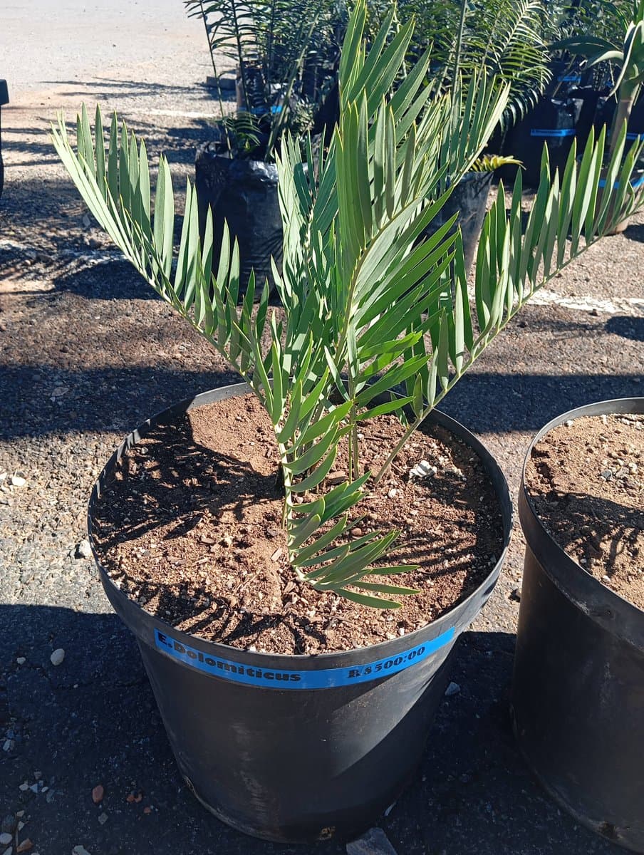 Encephalartos dolomiticus