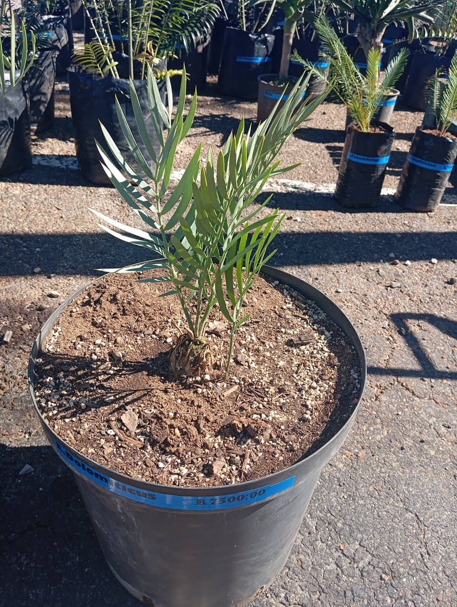 Encephalartos dolomiticus