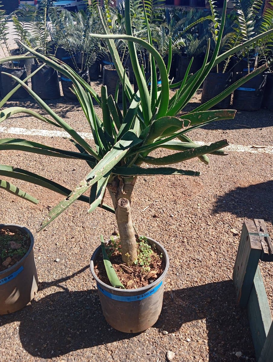 Aloe