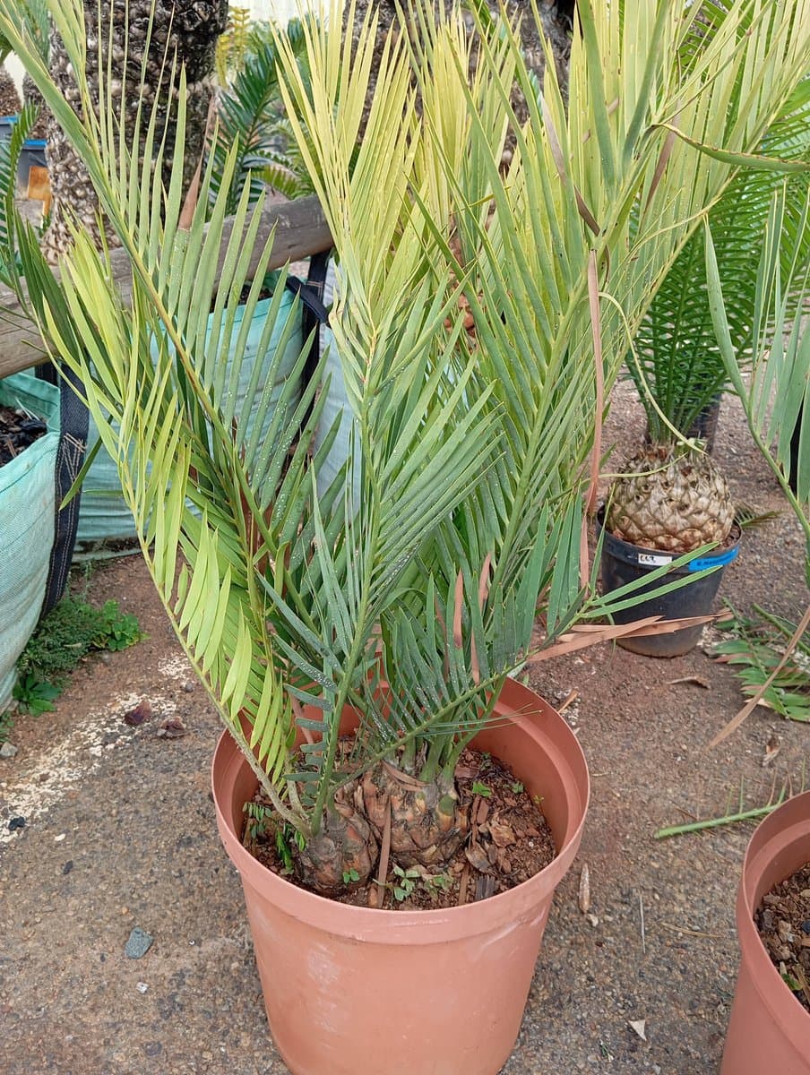 Encephalartos dyerianus