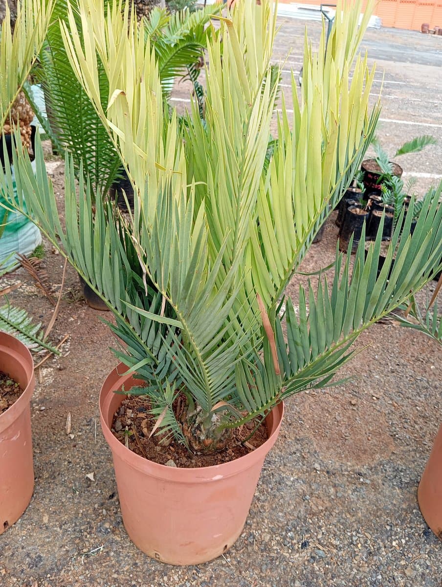 Encephalartos dyerianus
