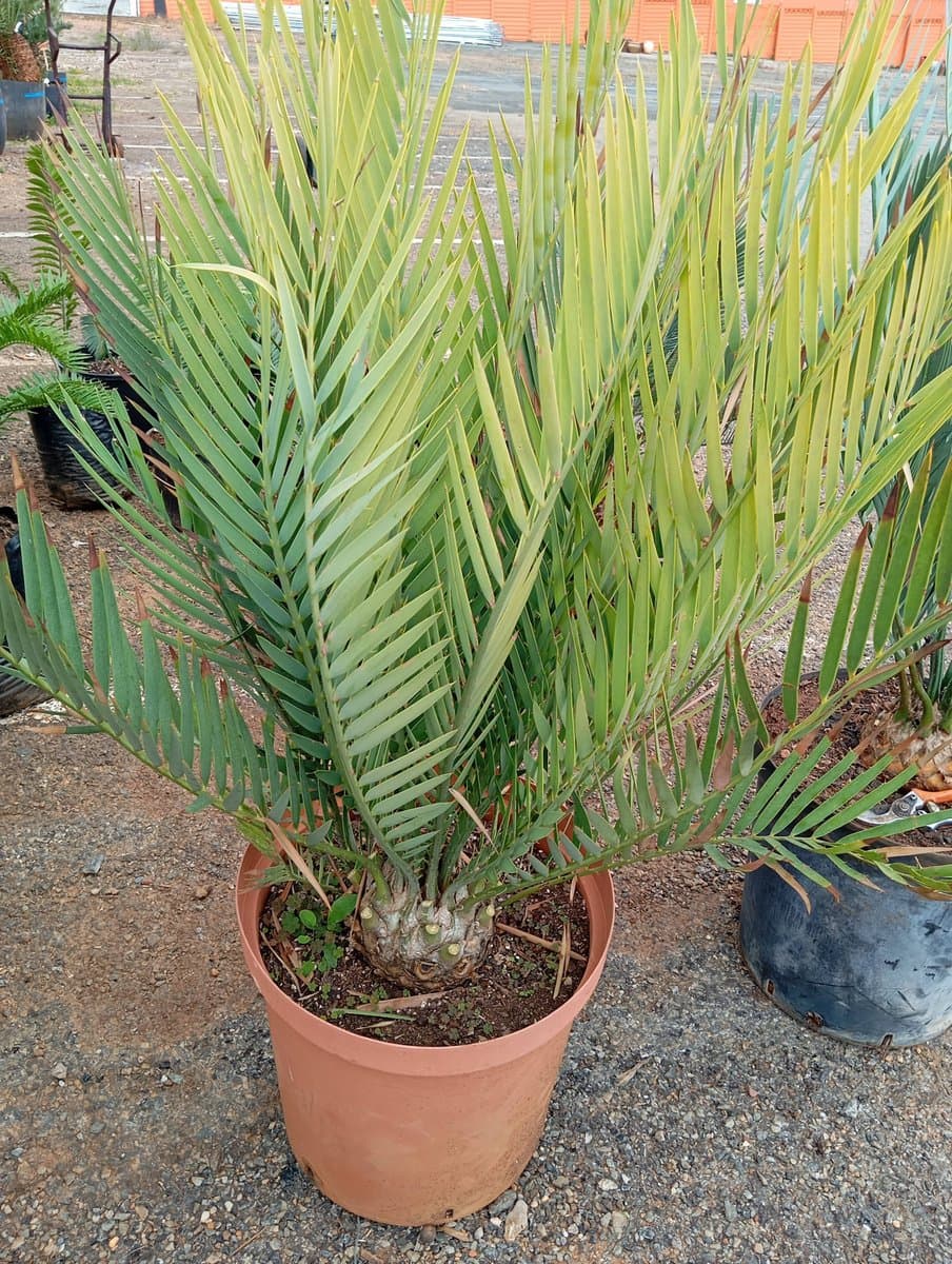Encephalartos dyerianus