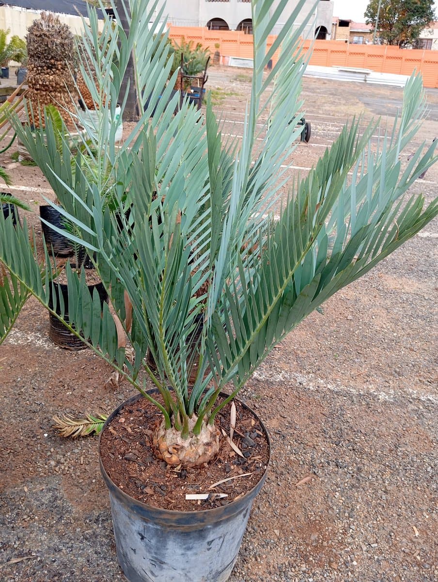 Encephalartos middelburgensis