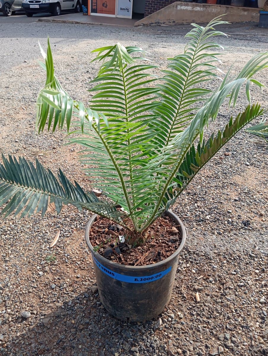Encephalartos ngoyanus