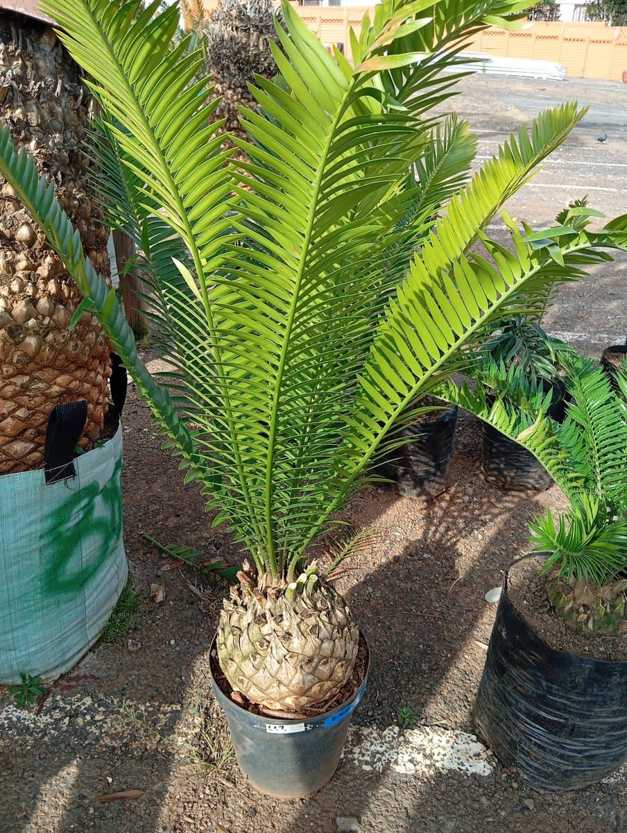 Encephalartos natalensis