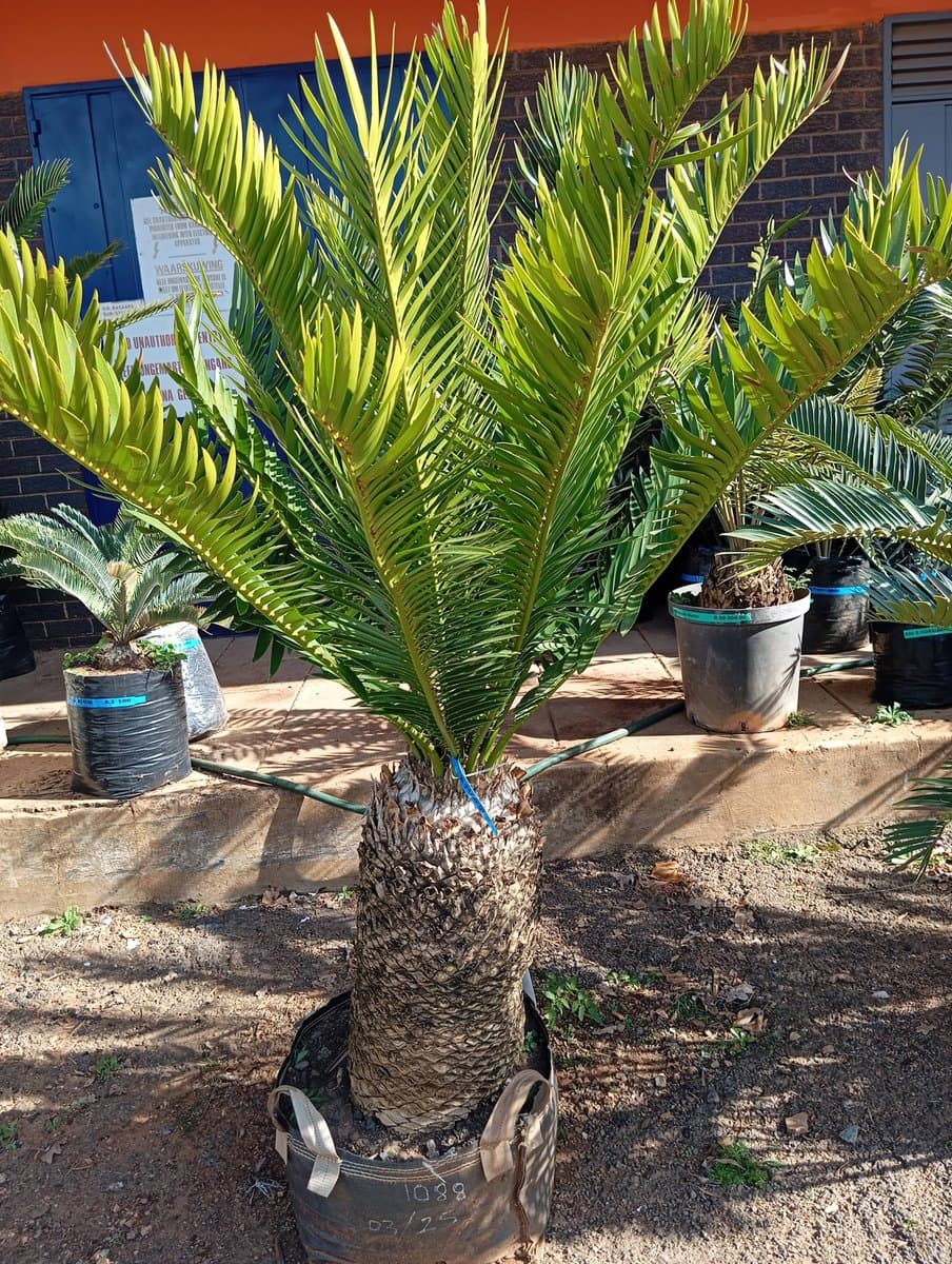 Encephalartos natalensis