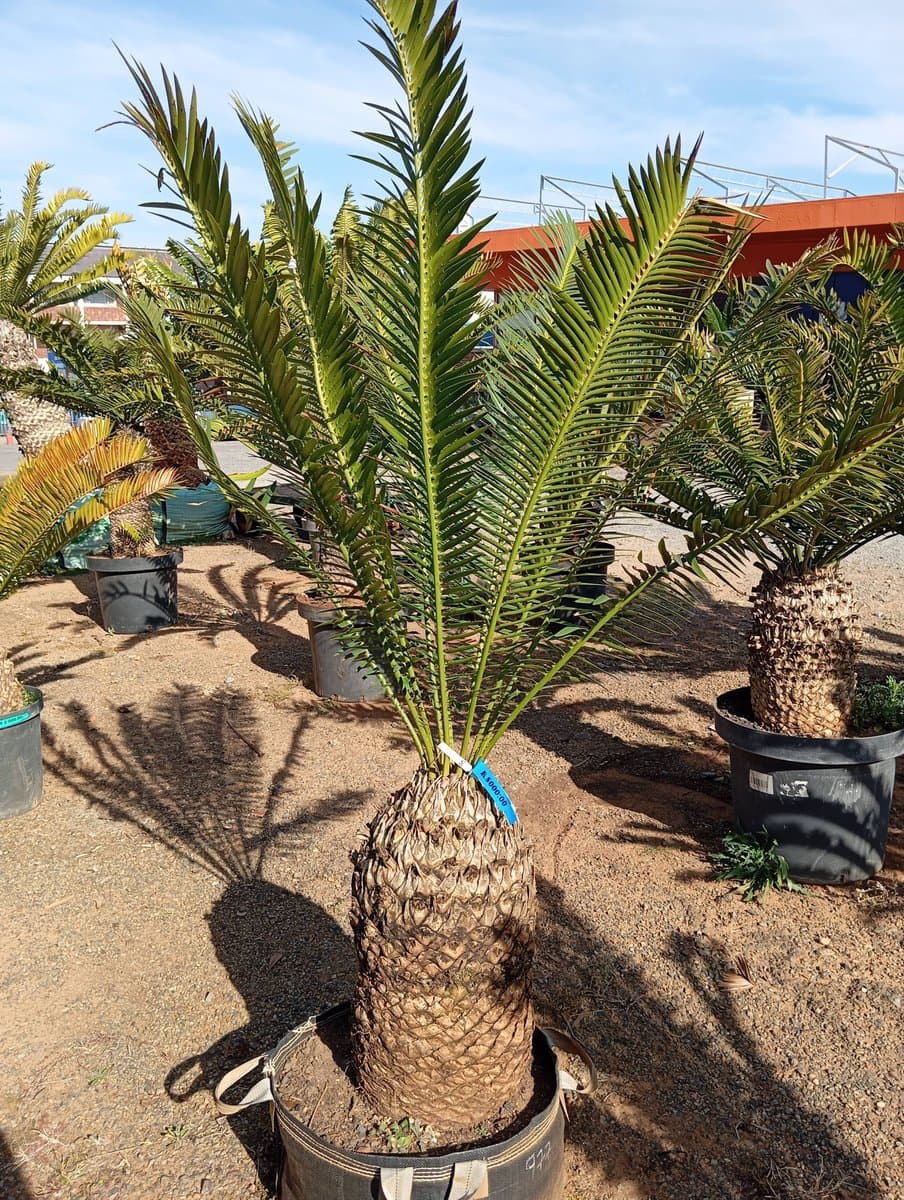 Encephalartos lebomboensis