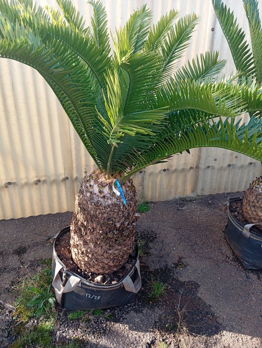 Encephalartos lebomboensis
