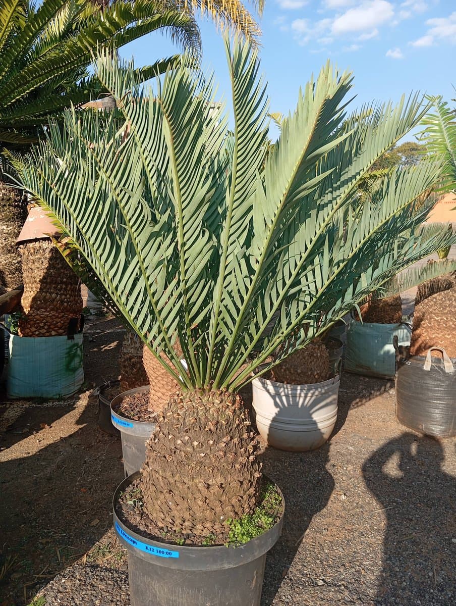 Encephalartos princeps