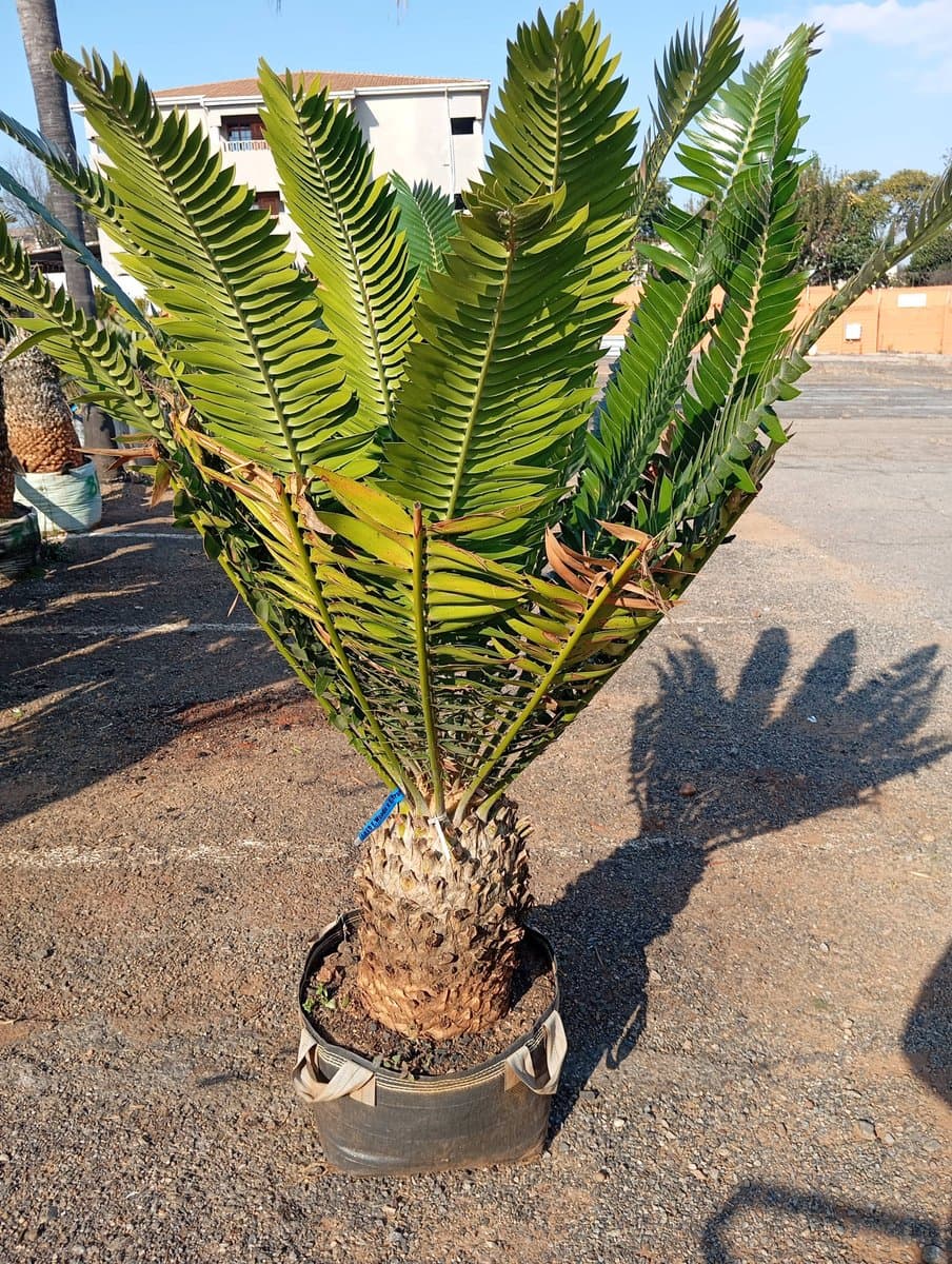 E.Woodii x E.Transvenosus
