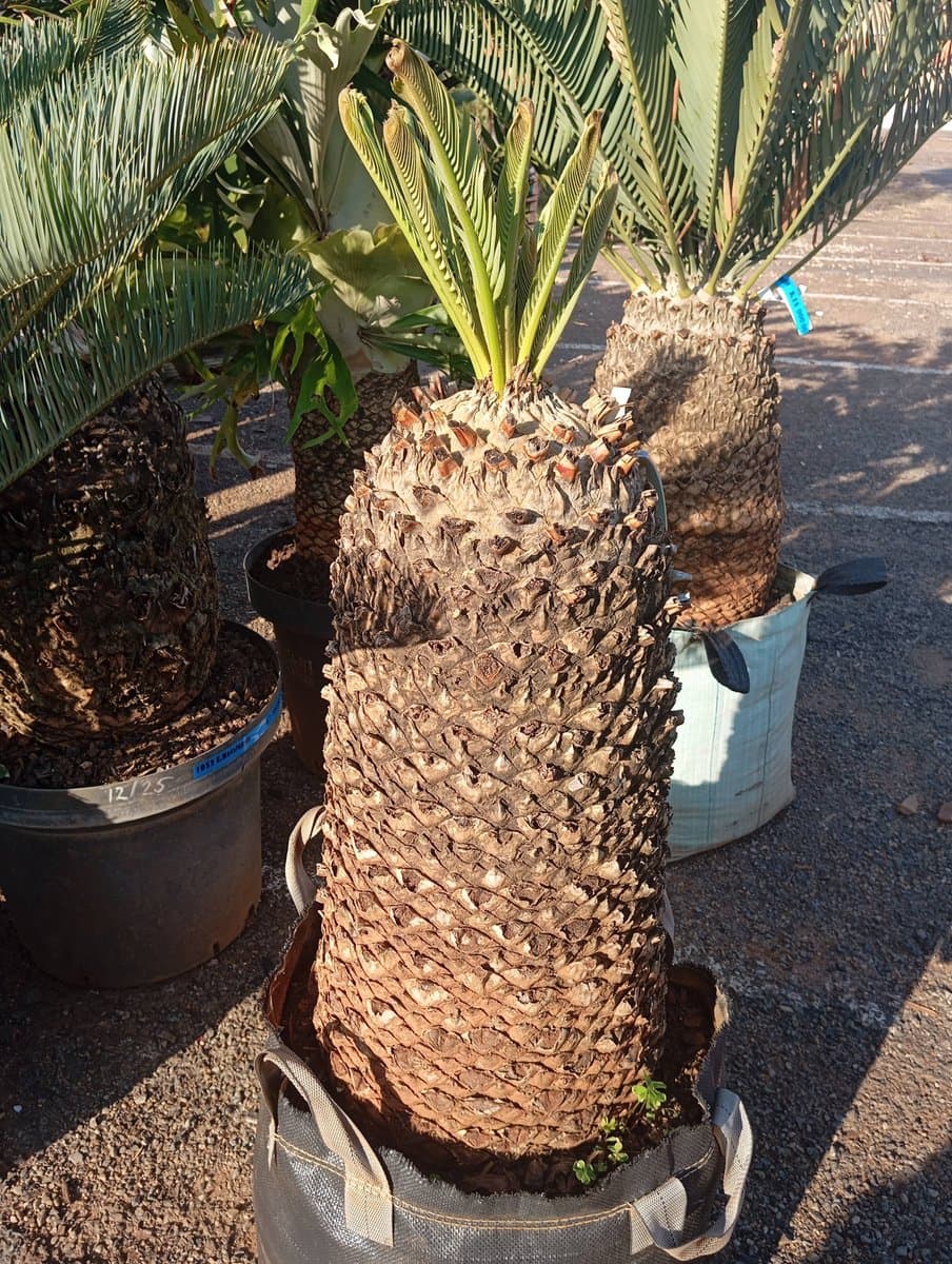Encephalartos princeps