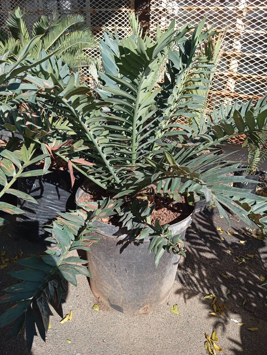 Encephalartos arenarius