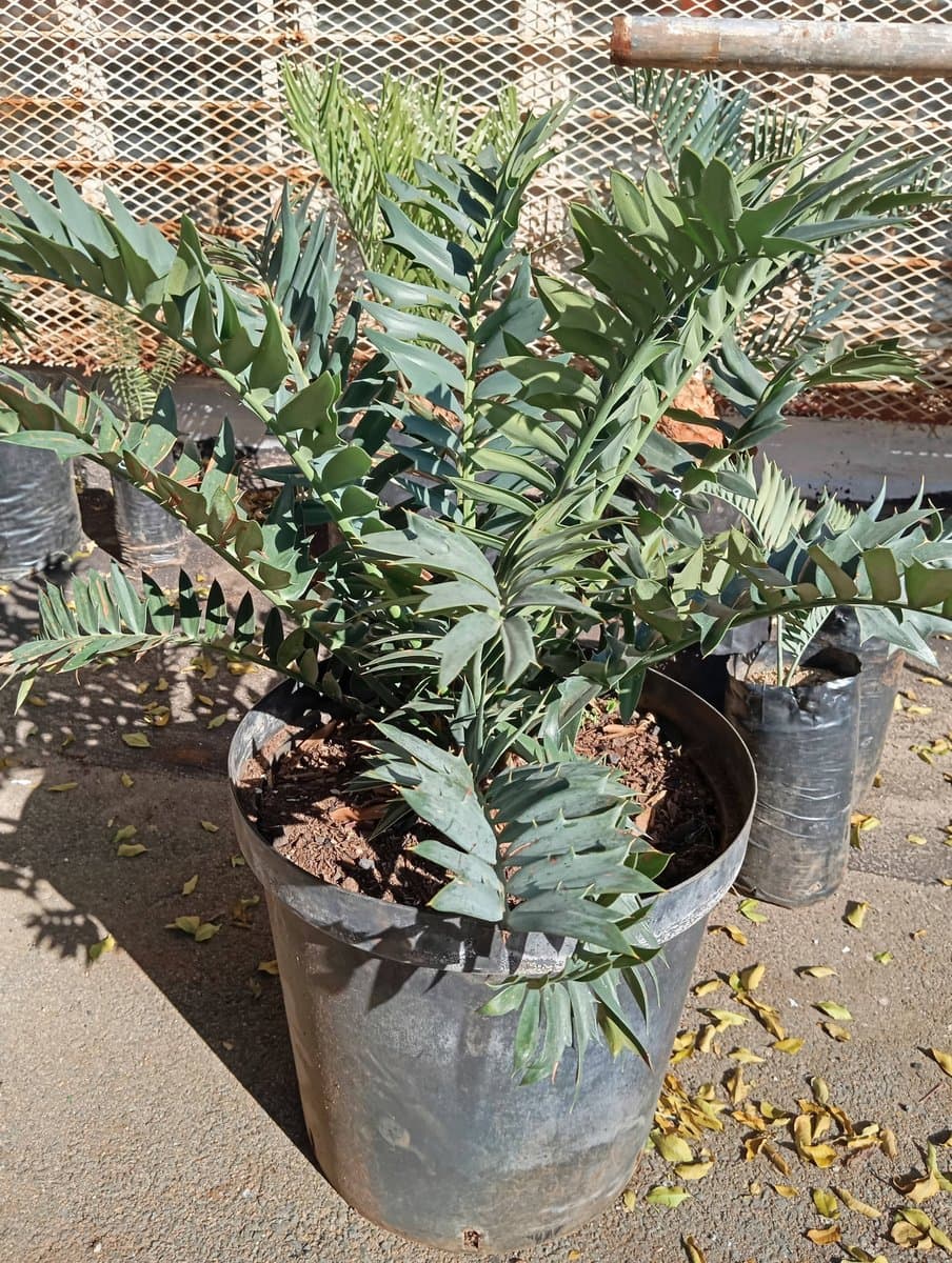 Encephalartos arenarius