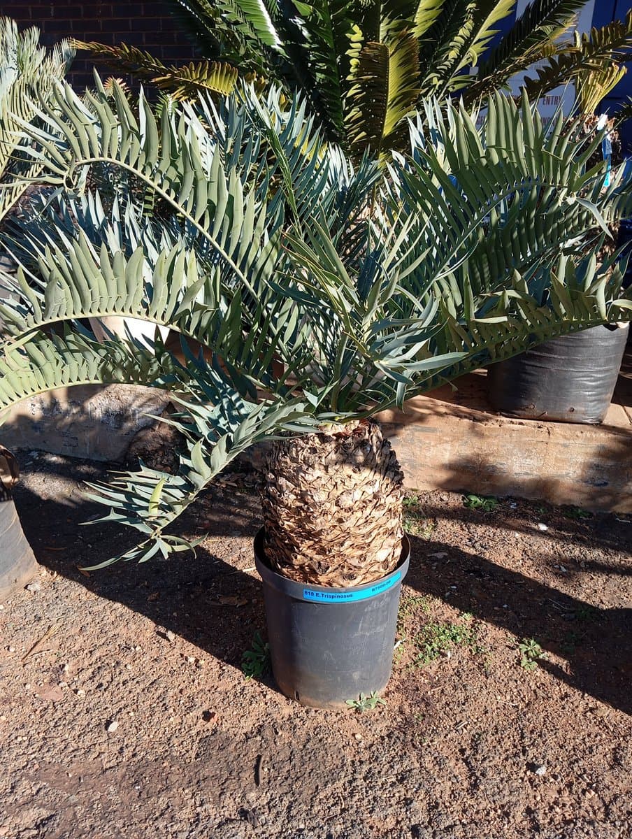 Encephalartos trispinosus