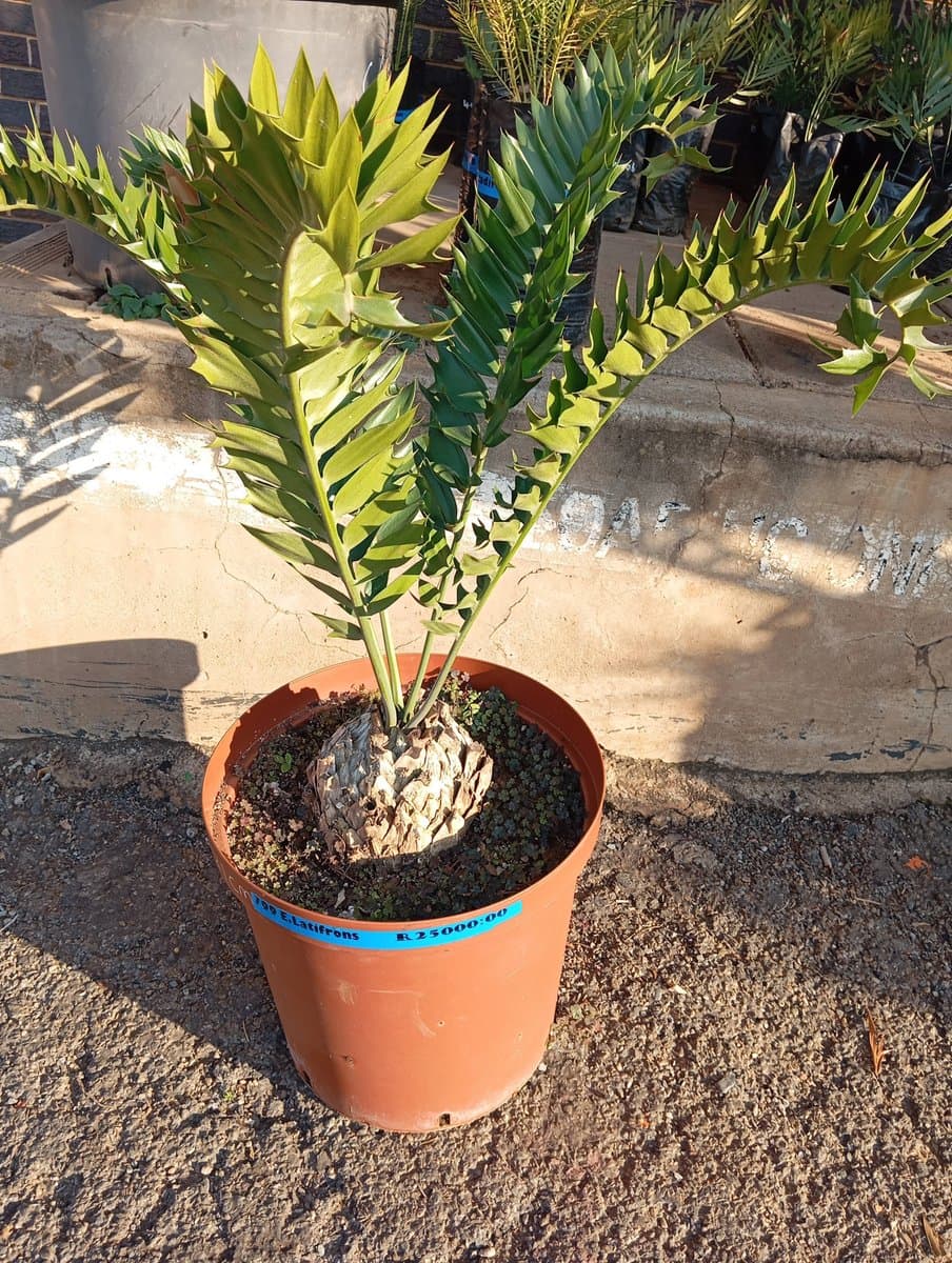 Encephalartos latifrons