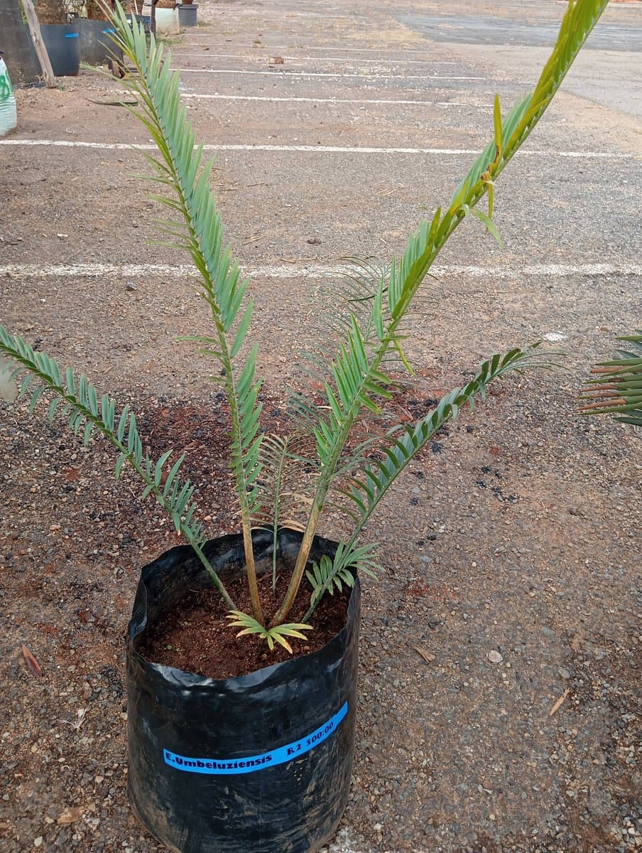 Encephalartos umbeluziensis