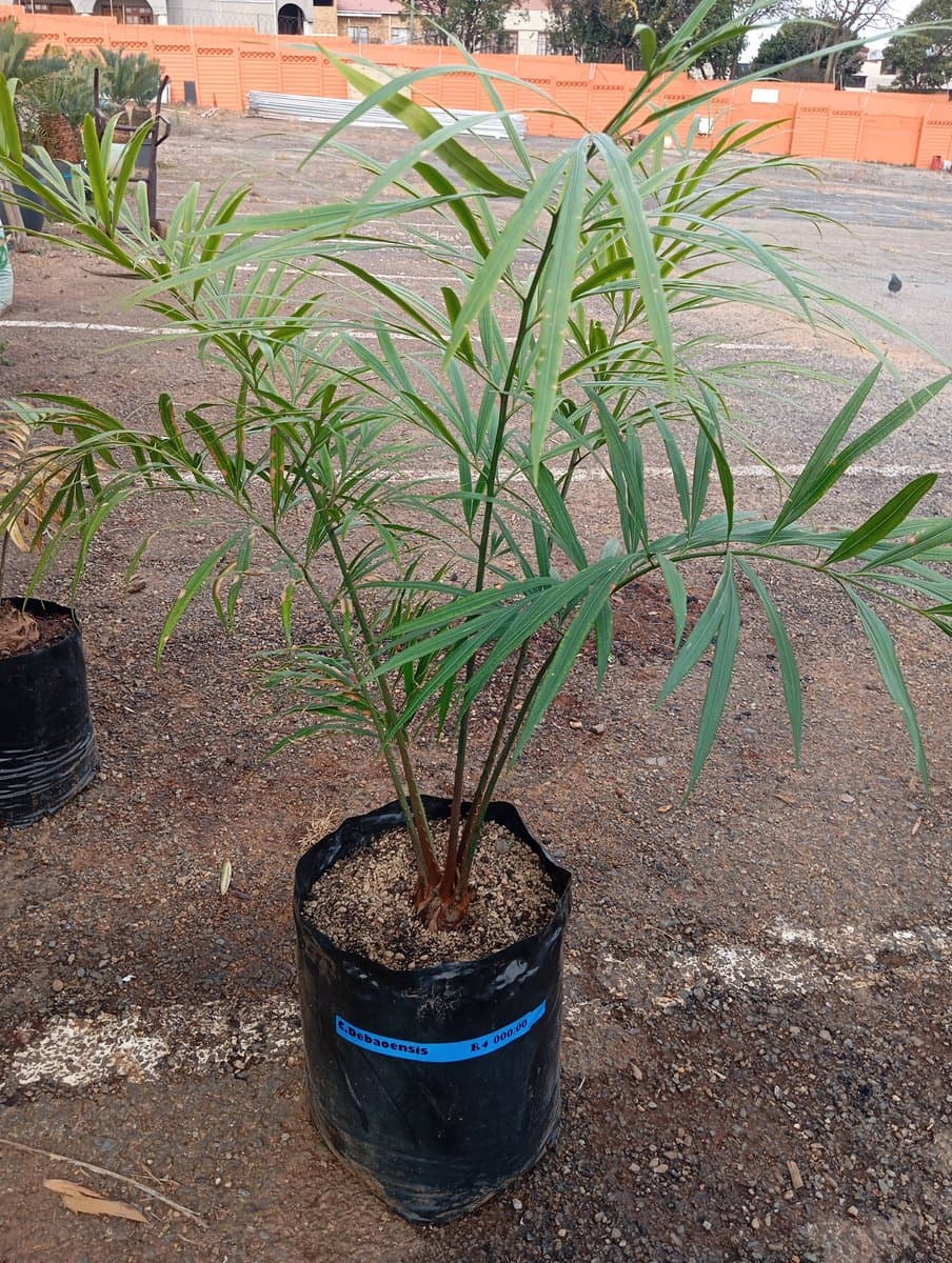 Cycad Debaoensis