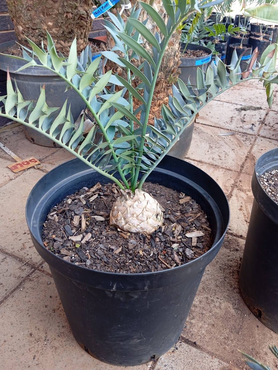 Encephalartos horridus